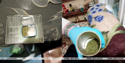 Житель Светлогорска хранил в квартире более 240 грамм марихуаны