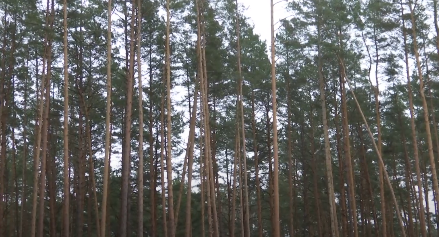 ВИДЕО. Более пяти тысяч гектаров молодого леса планируется создать в Гомельской области