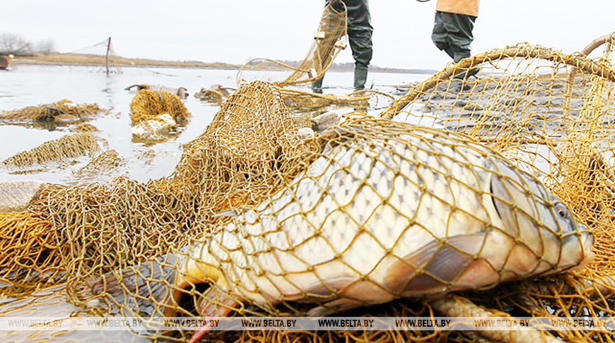 В Гомельской области мужчина незаконно наловил рыбы почти на Br6 тыс.