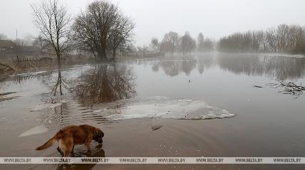 Талые воды подтопили более 90 подворий в Гомельской области