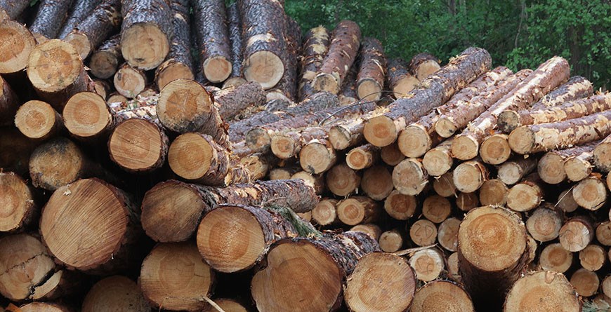 В Гомельском районе за продажу древесины мимо кассы и взяточничество задержан лесничий
