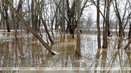 Талые воды подтопили подворья и участки дорог в Гомельской области